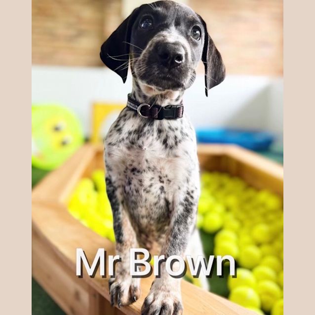 Photo of Mr Brown Aka Chip