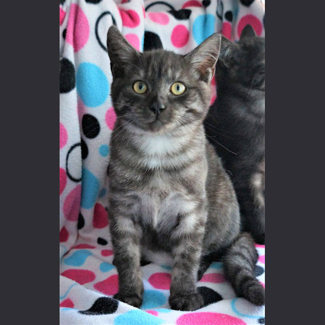Photo of Pumba Now Simba 
