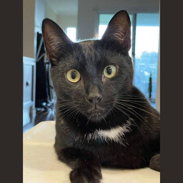 Photo of Nero 