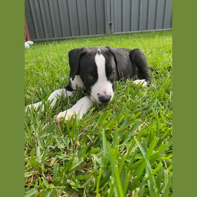 Photo of Phantom ~ Boxer X Staffy Puppy(on Trial 12/4/22)
