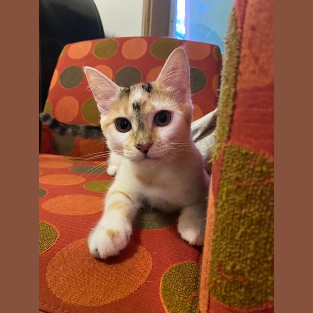 Photo of Spud 🥔💖