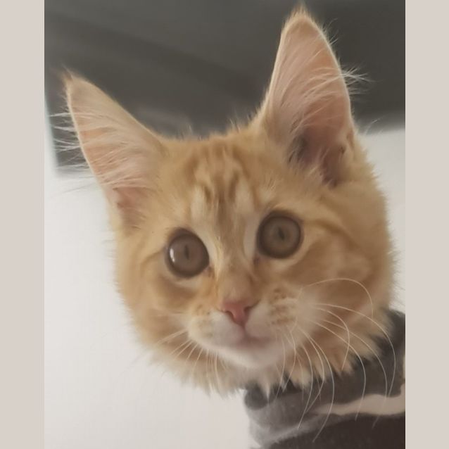 Photo of Lilly Rose And Caspian