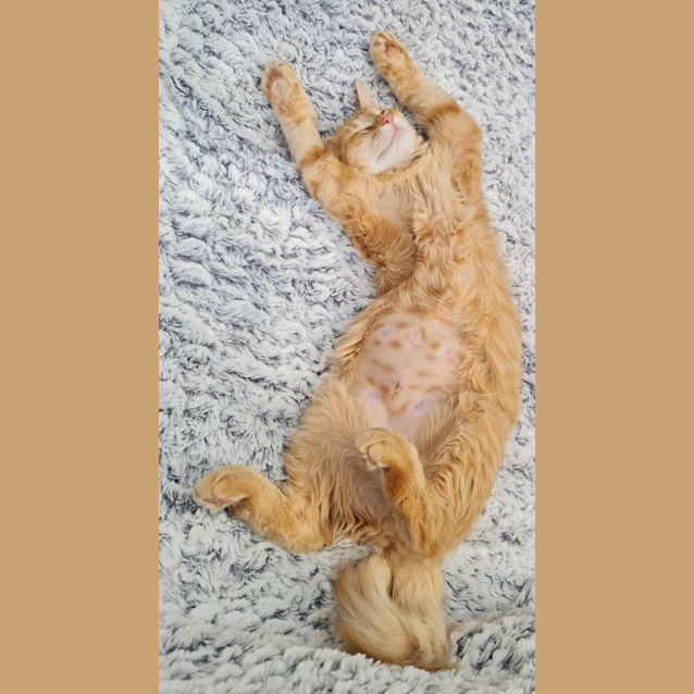 Photo of Lilly Rose And Caspian