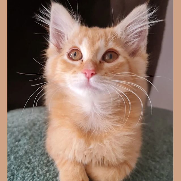 Photo of Lilly Rose And Caspian