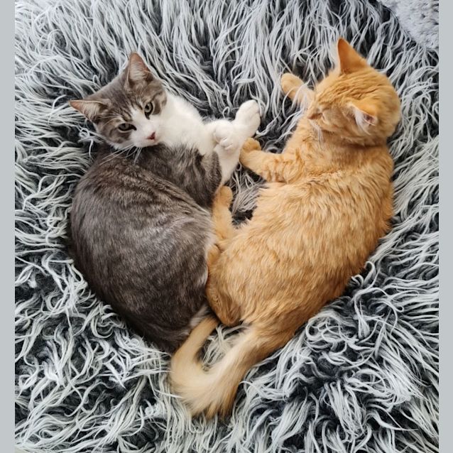 Photo of Lilly Rose And Caspian