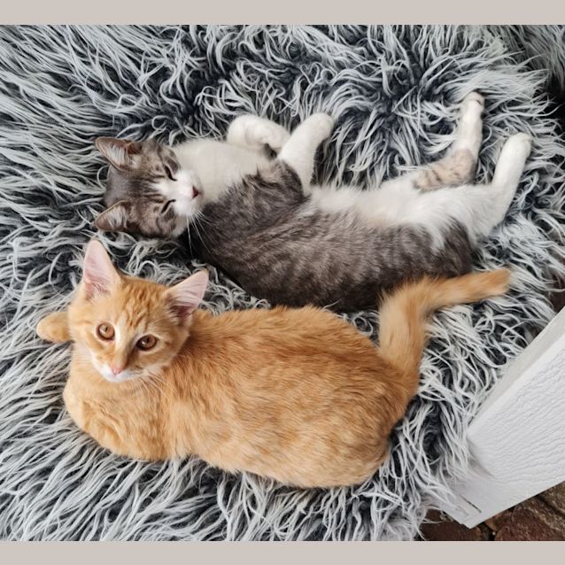 Photo of Lilly Rose And Caspian