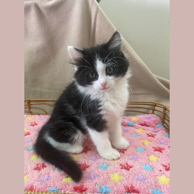 Photo of Whisper 