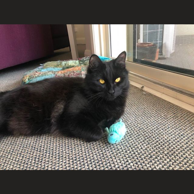 Photo of Sooty