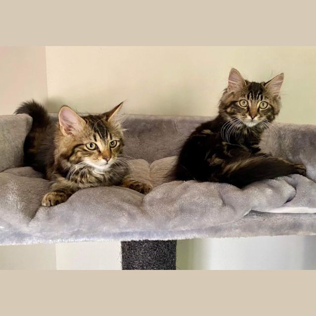 Photo of Raffi**2nd Chance Cat Rescue**