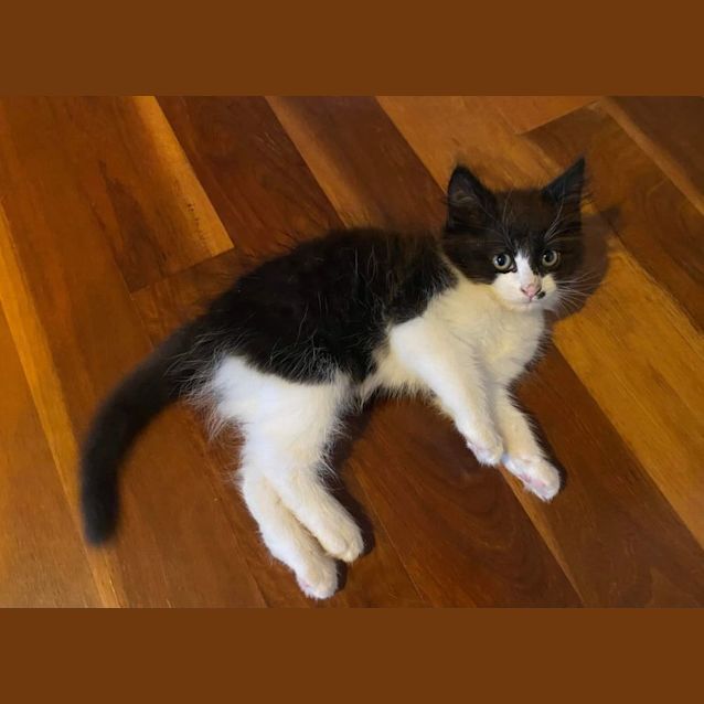 Photo of Carl**2nd Chance Cat Rescue**