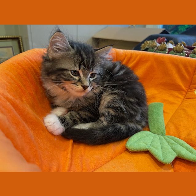 Photo of Eddie Tinker