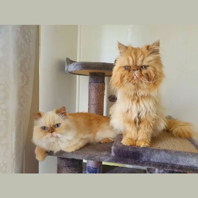 Photo of Luigi & Bambi