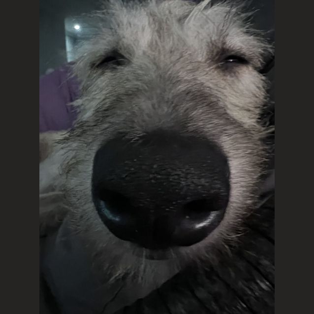 Photo of Armarni ~ 1.5yr Old Wolfhound X(on Trial 16/4/22)