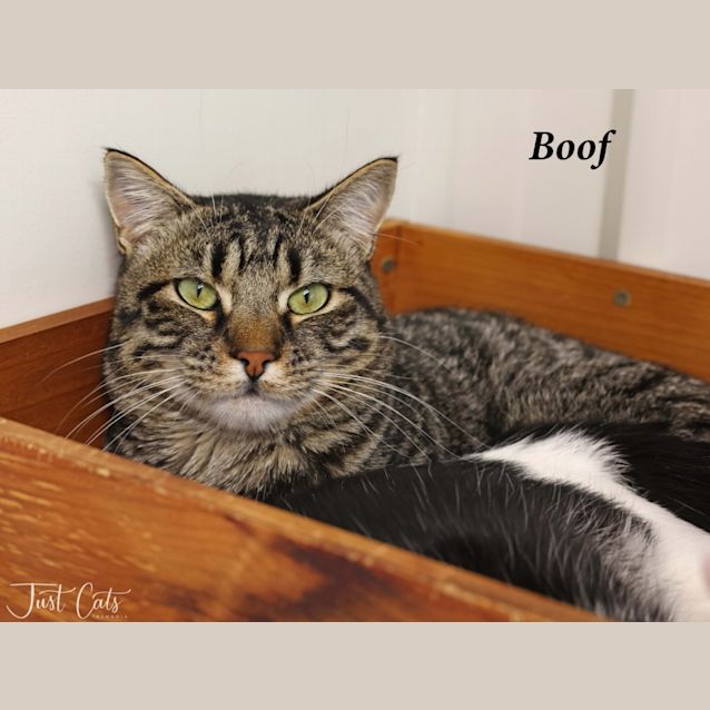 Photo of Boof
