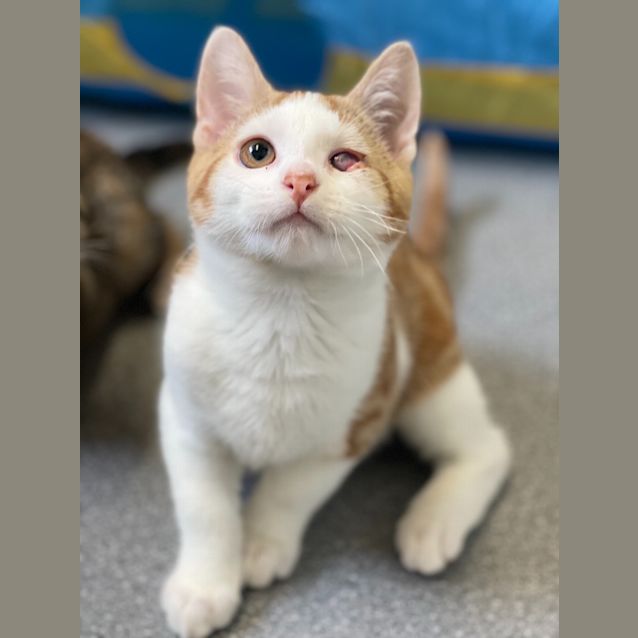 Photo of Hank