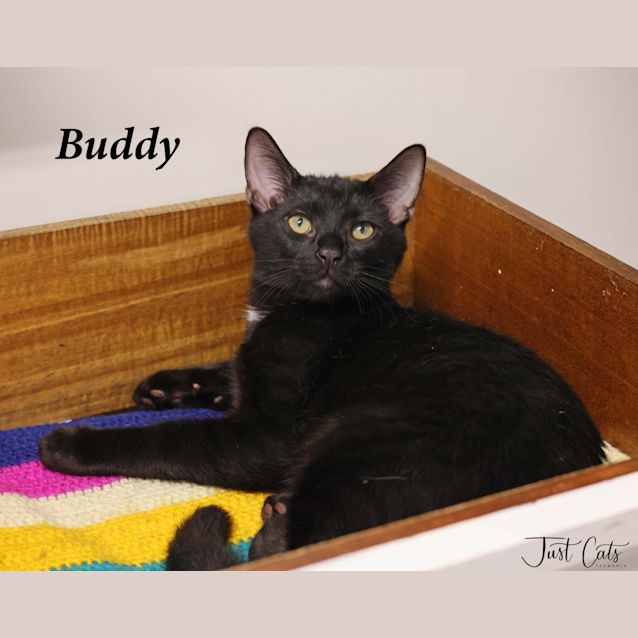 Photo of Buddy