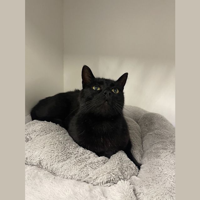 Photo of Boomer