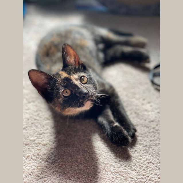 Photo of Tonky