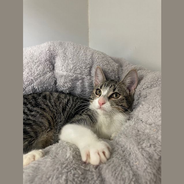 Photo of Linguini