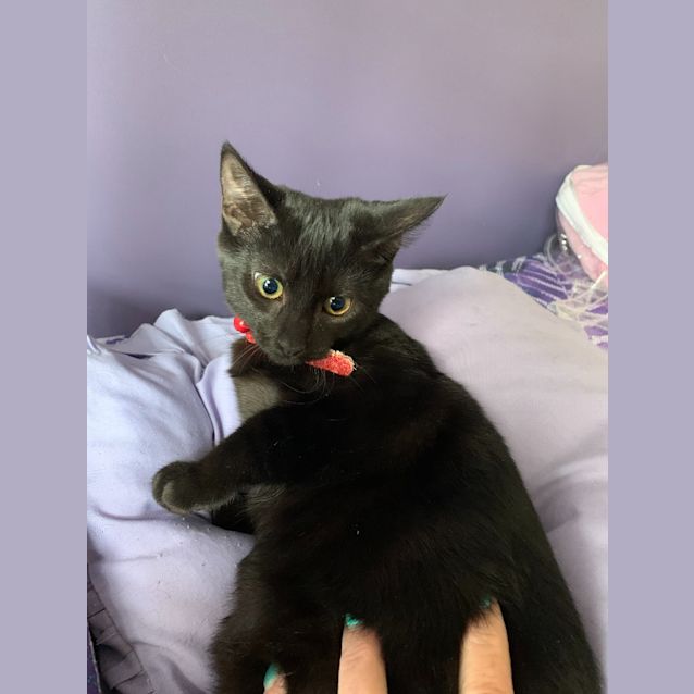 Photo of Belle Panther