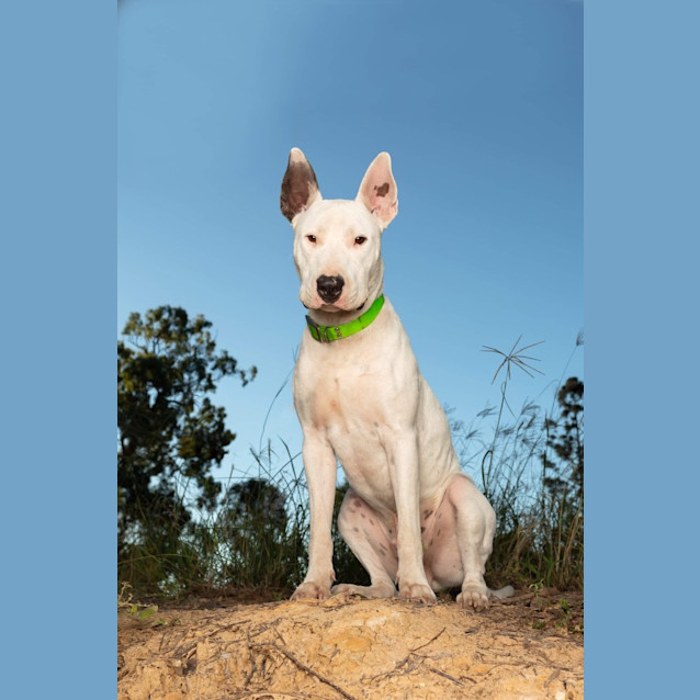 Photo of Ollie