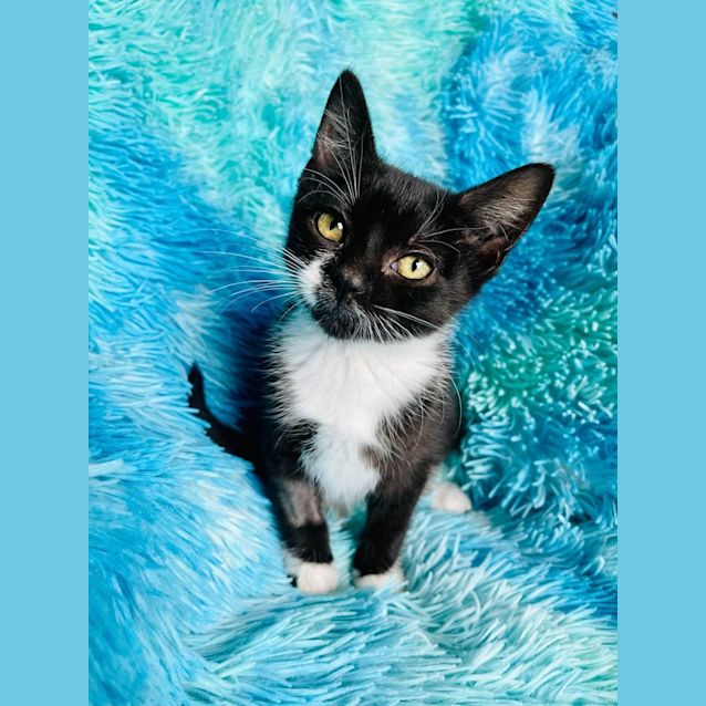 Photo of Kelsey   Located In Cranbourne