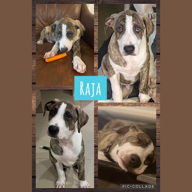 Photo of Raja