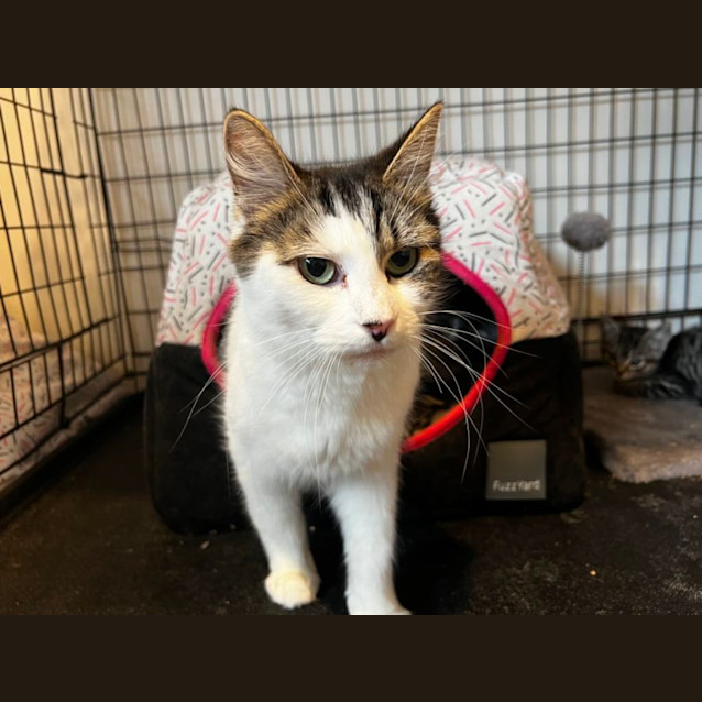Photo of Domino **2nd Chance Cat Rescue**