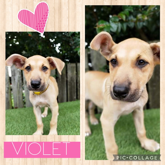 Photo of Violet