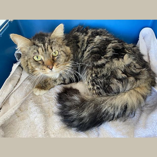 Photo of Flash Gordon