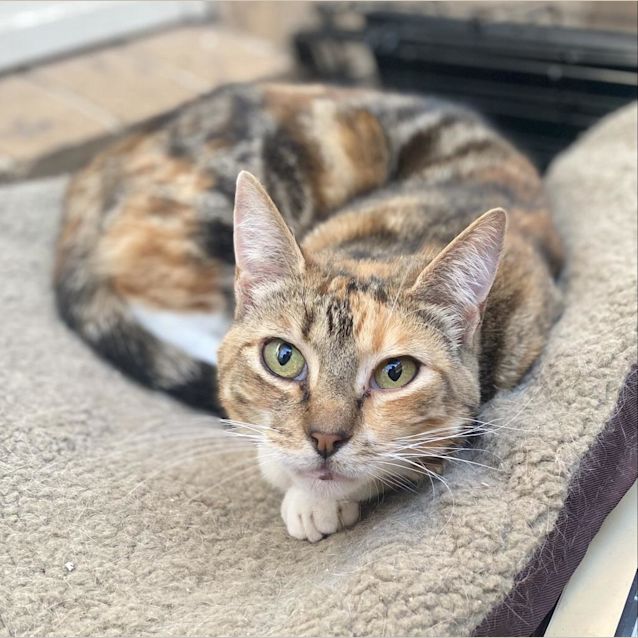 Photo of Halloumi Cheez