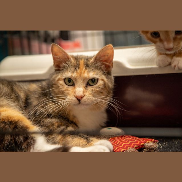 Photo of Salsa Verde