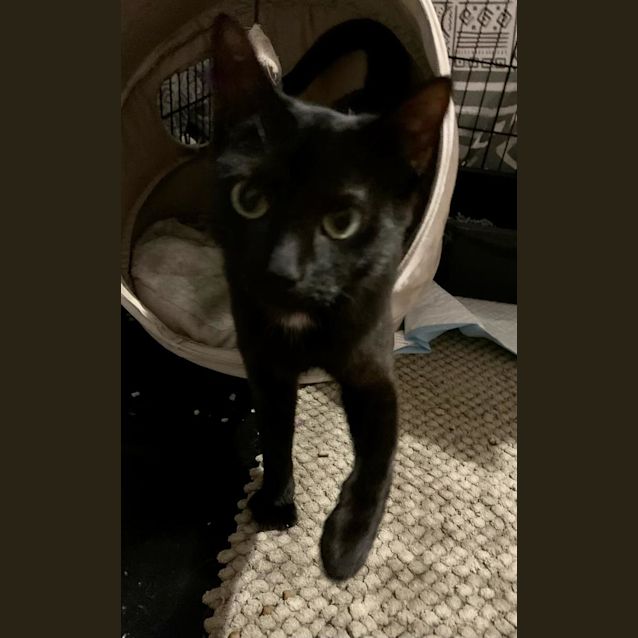 Photo of Shadow Panther