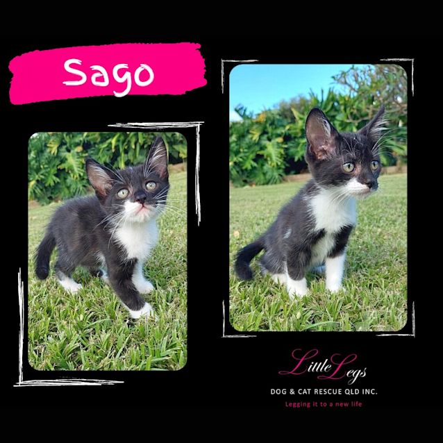 Photo of Sago