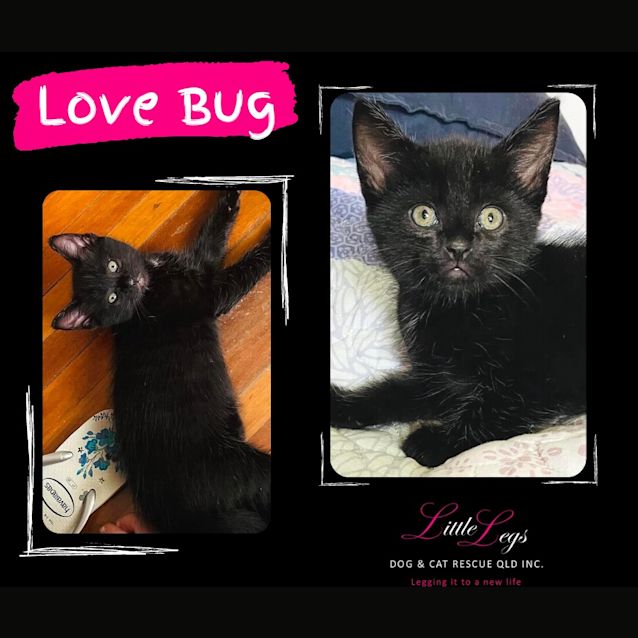 Photo of Love Bug