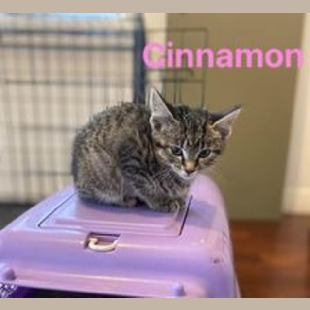 Photo of Cinnamon