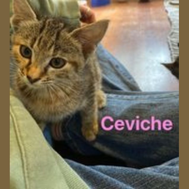 Photo of Civeche