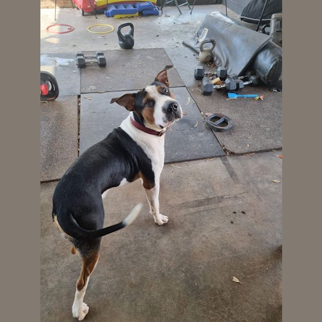 Photo of Reaver (Chase)