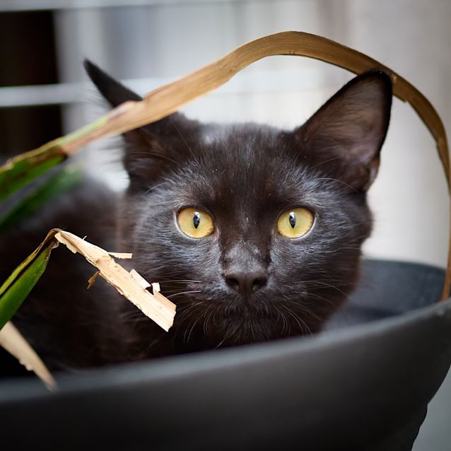 Photo of Zorro