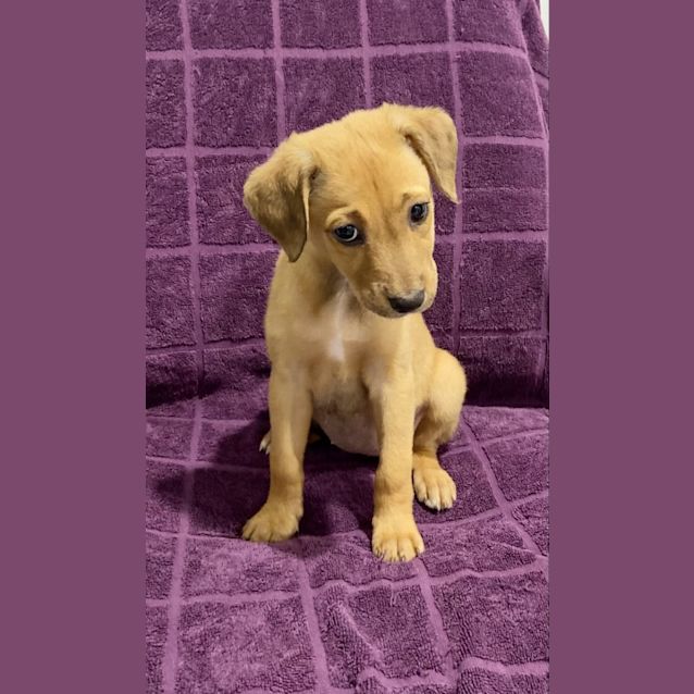 Photo of D736 Monica