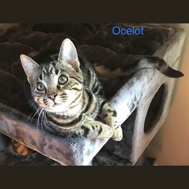 Photo of Ocelot