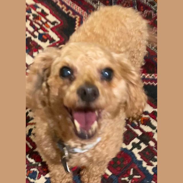Photo of Teddy