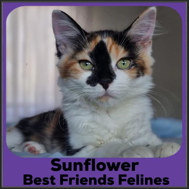Photo of Sunflower 