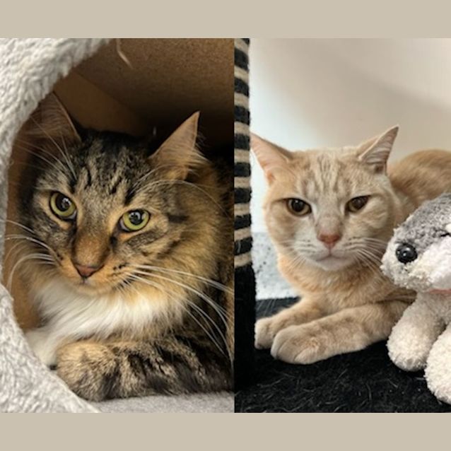 Photo of Toby & Sheldon