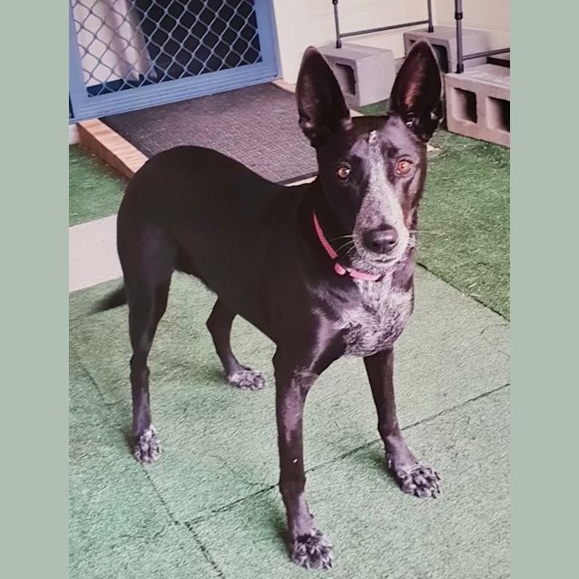Photo of Diamond