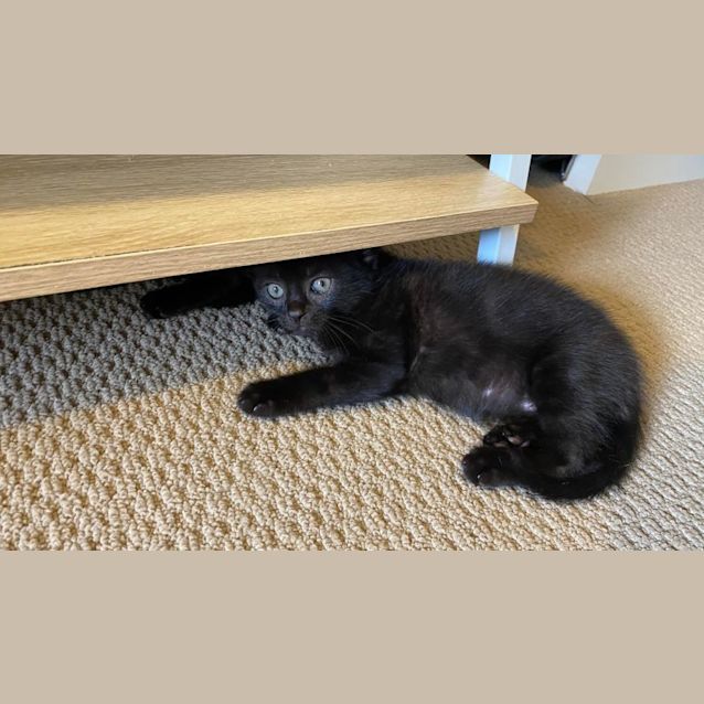 Photo of The Jungle Book Crew