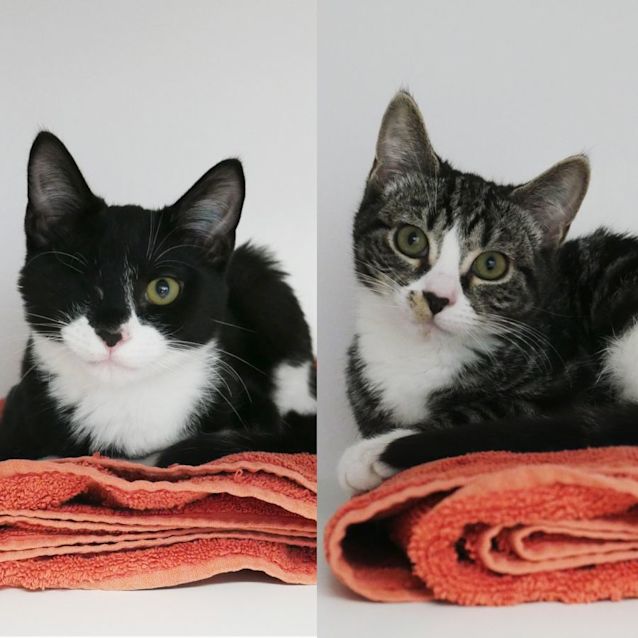 Photo of Kevin & Lotus Sua009548 & Suk009552