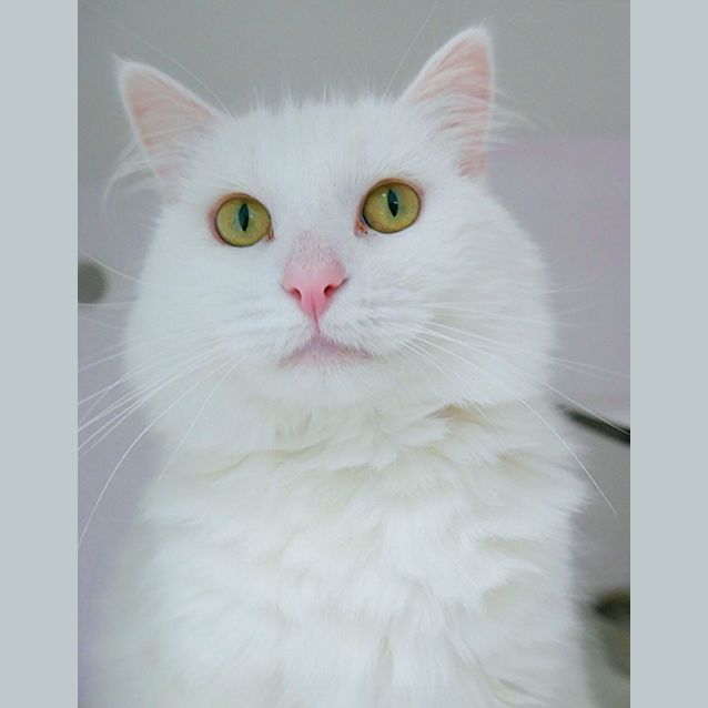 Photo of Portia Rsua009539