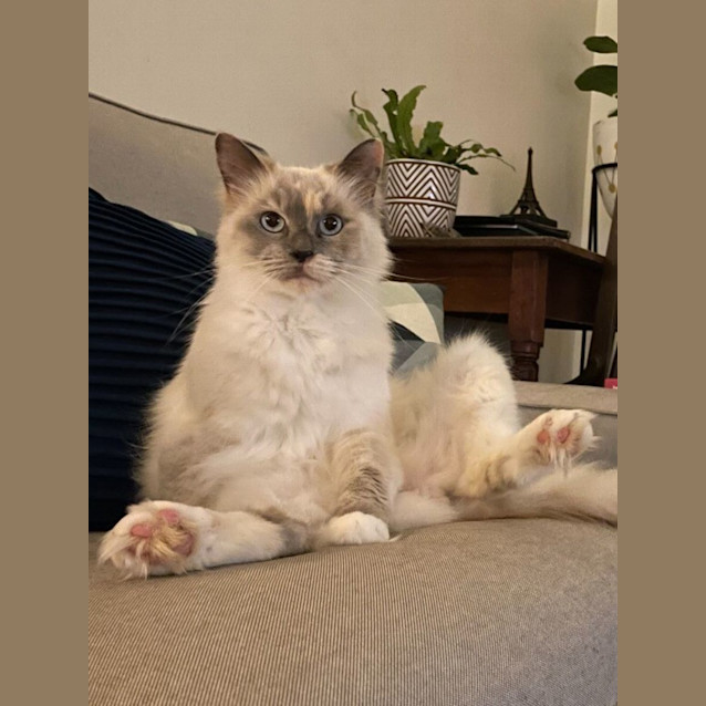 Photo of Icie