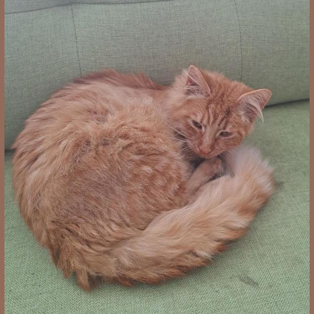 Photo of Mr. Biggles